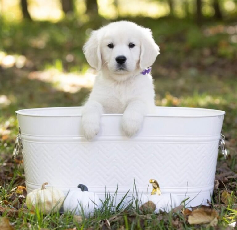 Lily, a 9-week-old female Golden Retriever puppy